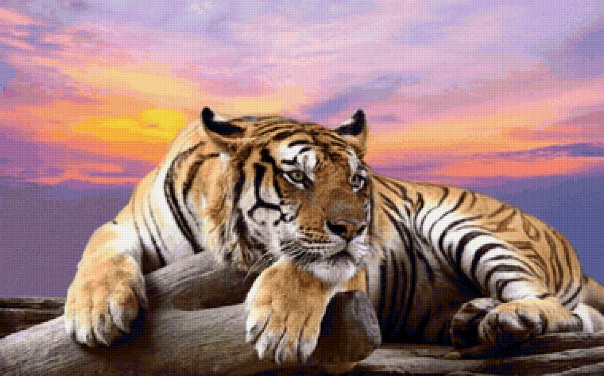 Tigre. - animais. - предпросмотр