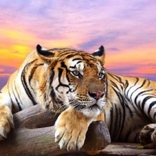 Схема вышивки «Tigre.»