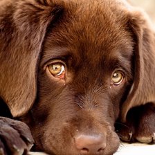 Схема вышивки «Щенок»