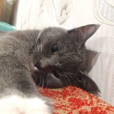 Схема вышивки «Тихон»