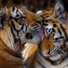 Схема вышивки «Тигры.Нежность,»