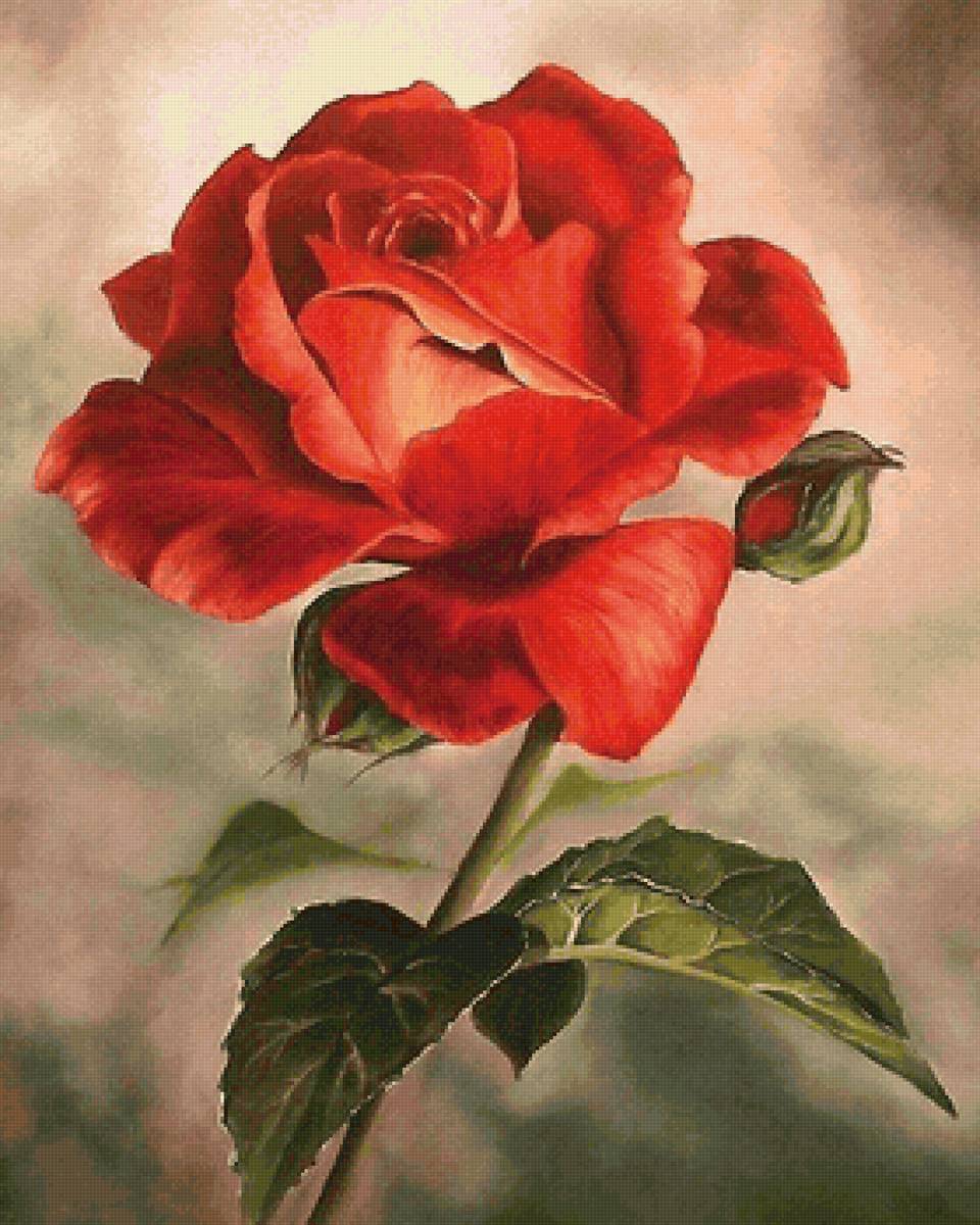 роза - предпросмотр