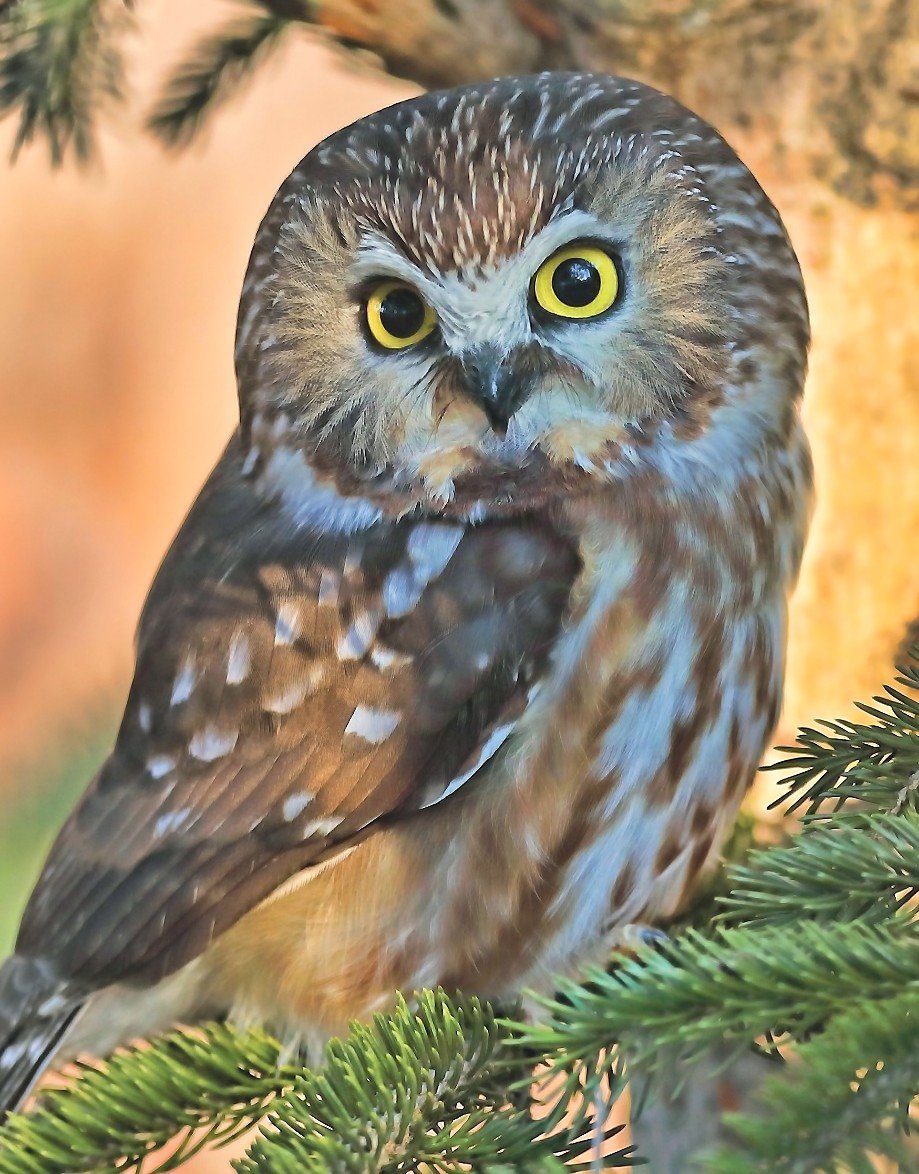 №2254980 - оригинал