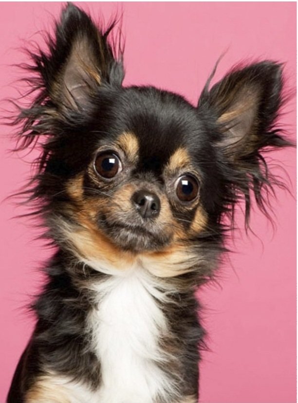 Марсель - чихуахуа - оригинал