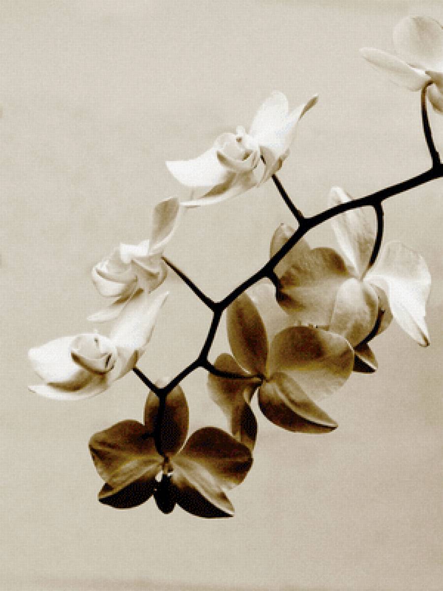 Орхидея - монохром, орхидея, цветы - предпросмотр