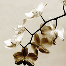Оригинал схемы вышивки «Орхидея» (№2255081)
