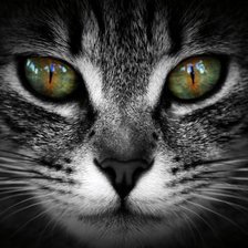 Схема вышивки «№2255082»