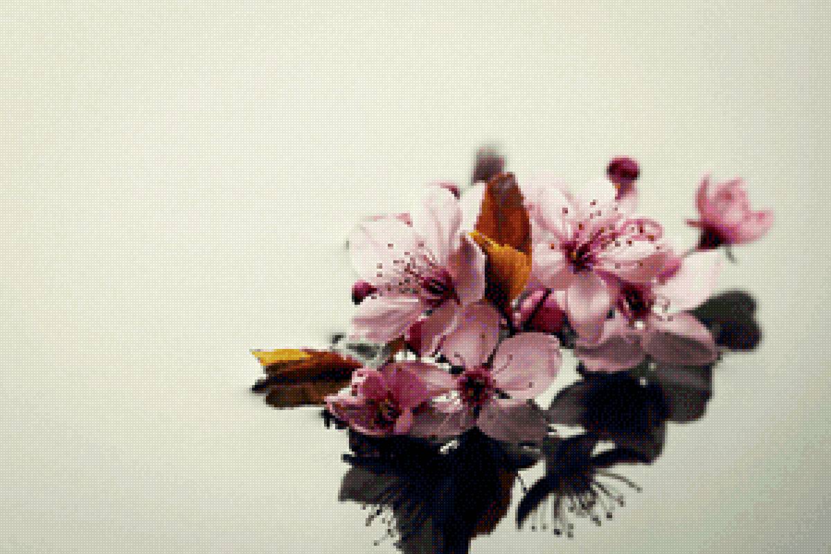 Орхидеи - цветы - предпросмотр