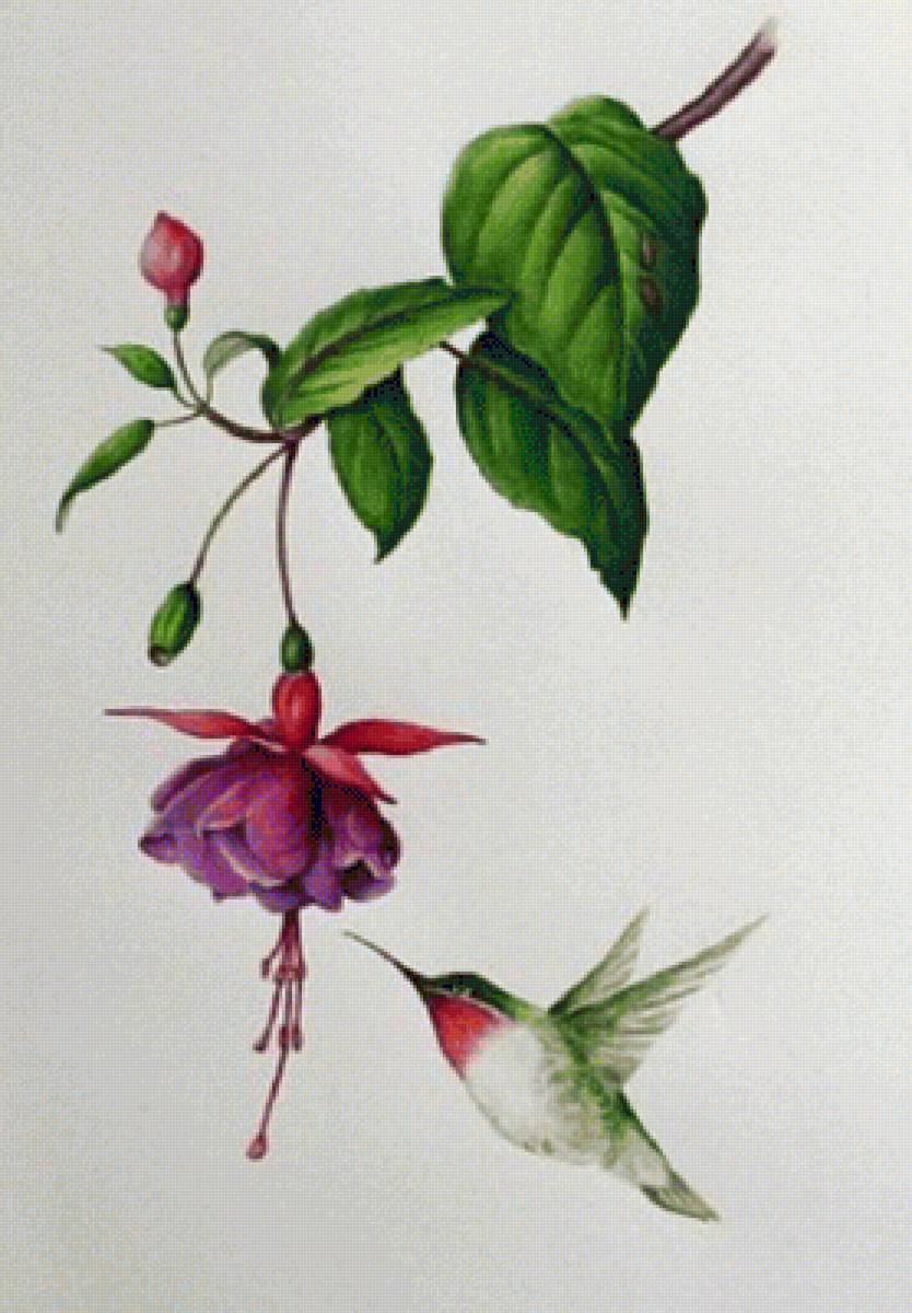 Colibri#2 - naturaleza - предпросмотр