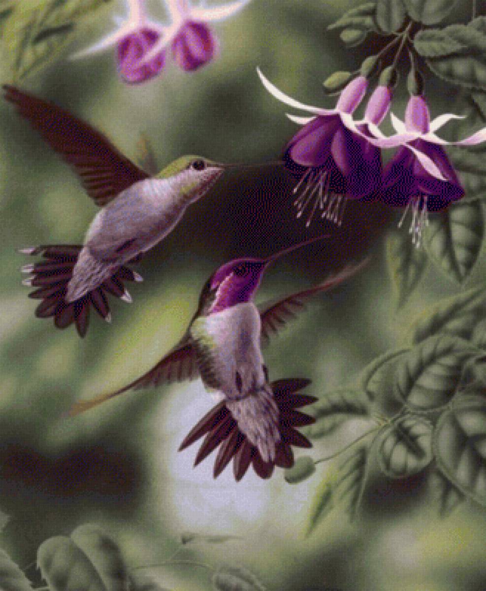 colibries#6 - naturaleza - предпросмотр