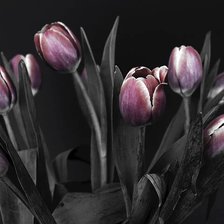 Схема вышивки «№2255409»