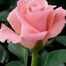 Схема вышивки «Роза»