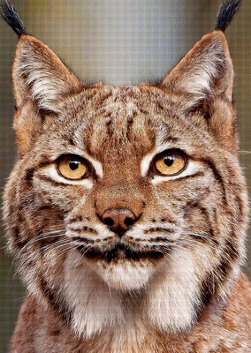 Рысь - предпросмотр