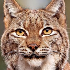 Схема вышивки «Рысь»