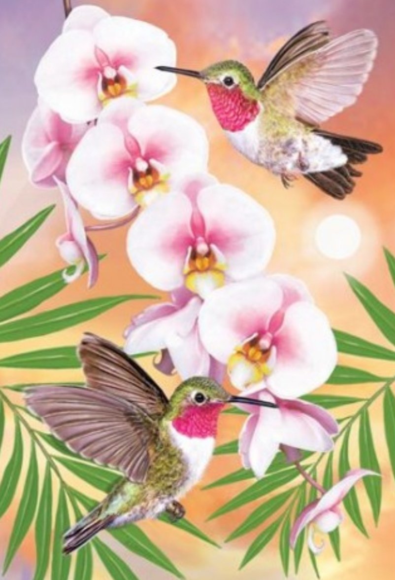 colibries k - naturaleza - оригинал