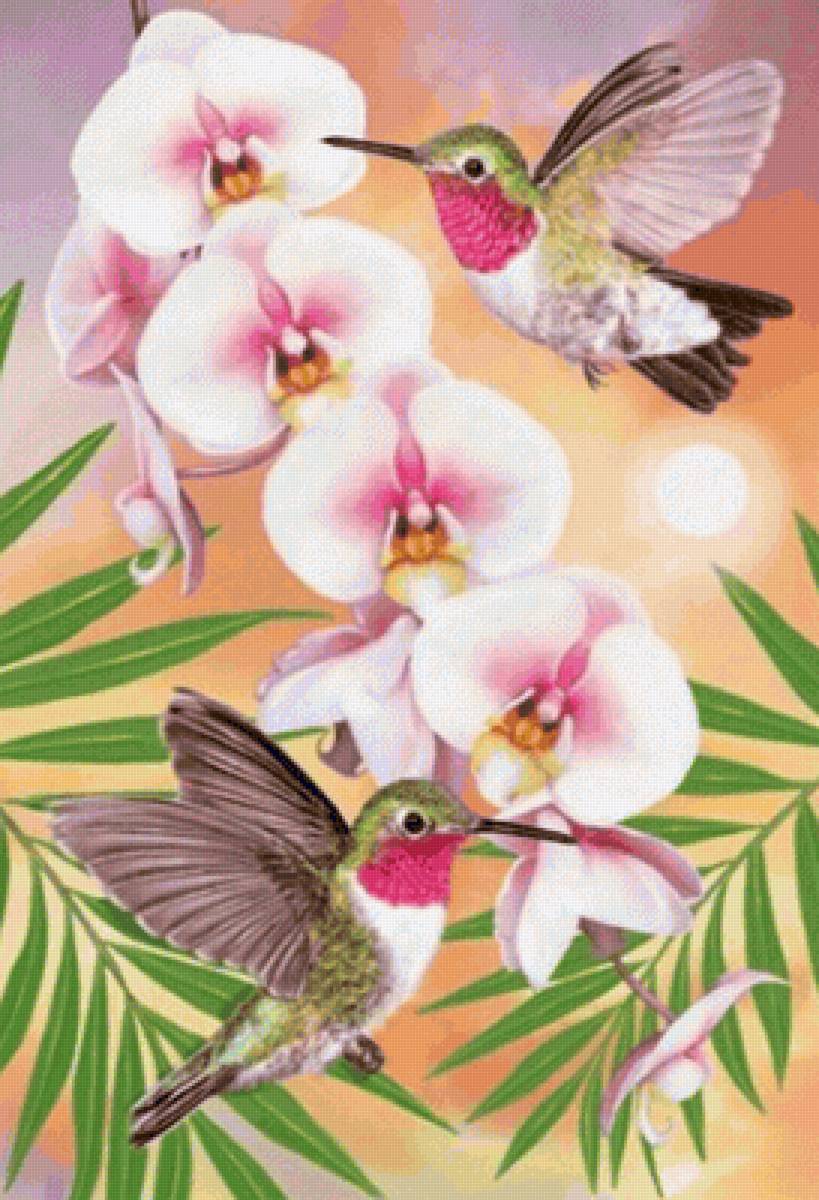 colibries k - naturaleza - предпросмотр