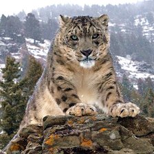 Схема вышивки «Leopardo.»