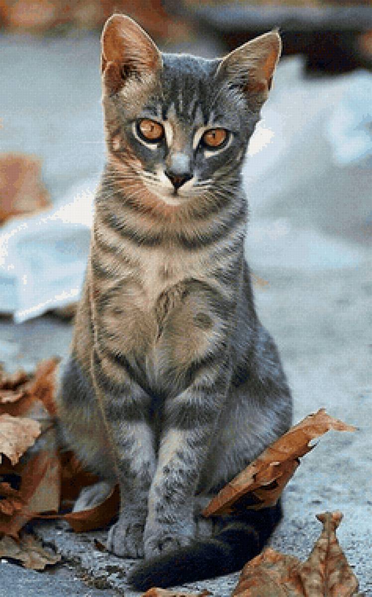 Gato. - animais. - предпросмотр