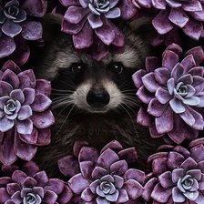 Схема вышивки «Енот в цветах»