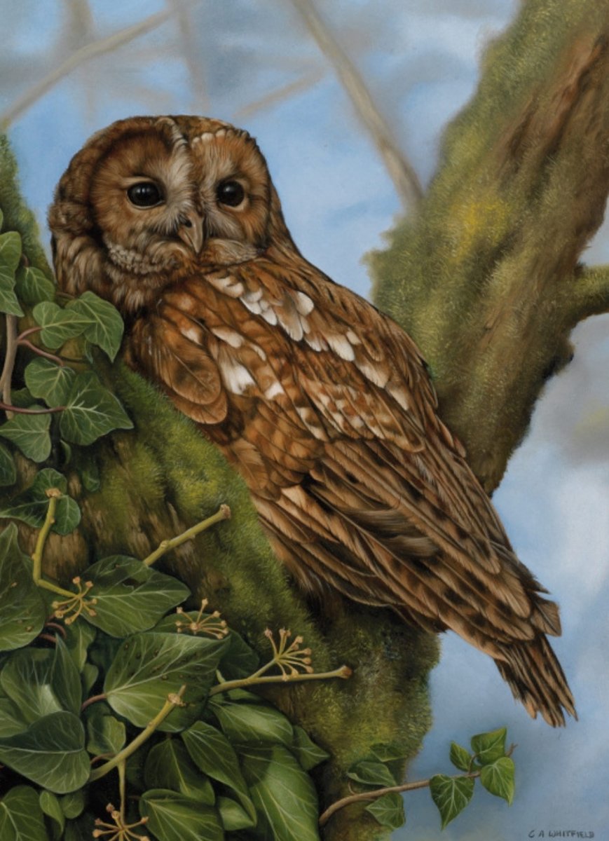 Buo - paisaje - оригинал