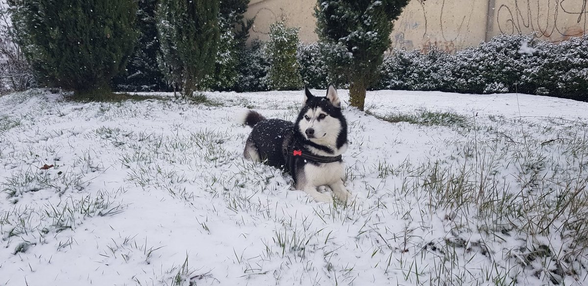 Балто - ва - оригинал