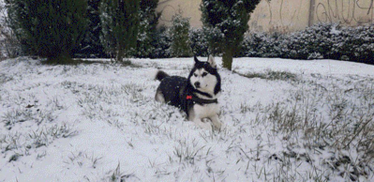 Балто - ва - предпросмотр