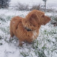 Оригинал схемы вышивки «Балу» (№2256995)