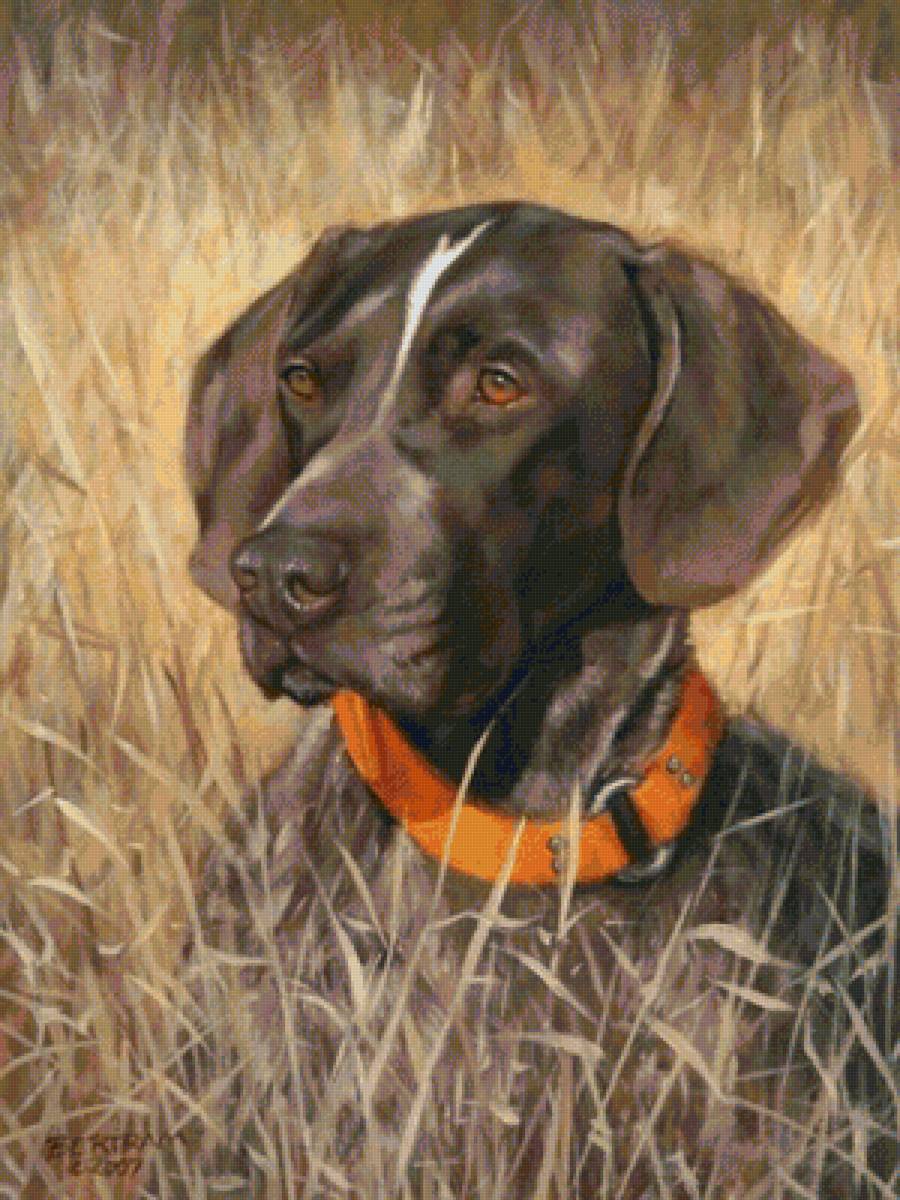 Друг - собака, друг, животные - предпросмотр