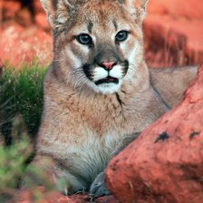 Схема вышивки «Puma.»