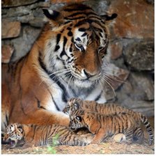 Схема вышивки «Familhea de tigres.»