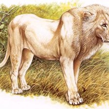 Схема вышивки «LEÃO»