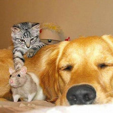 Схема вышивки «необычная дружба»