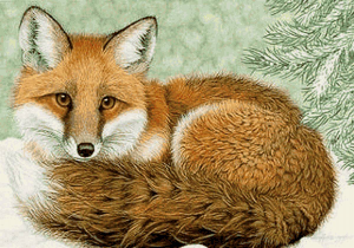 дикие - предпросмотр