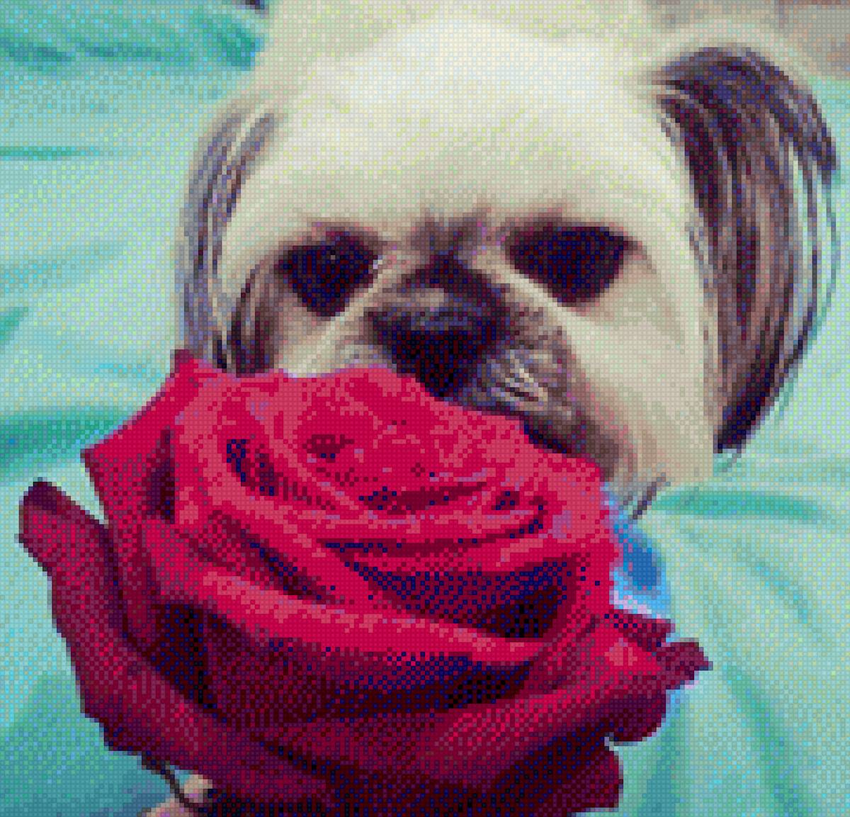 Масюша - мася - предпросмотр