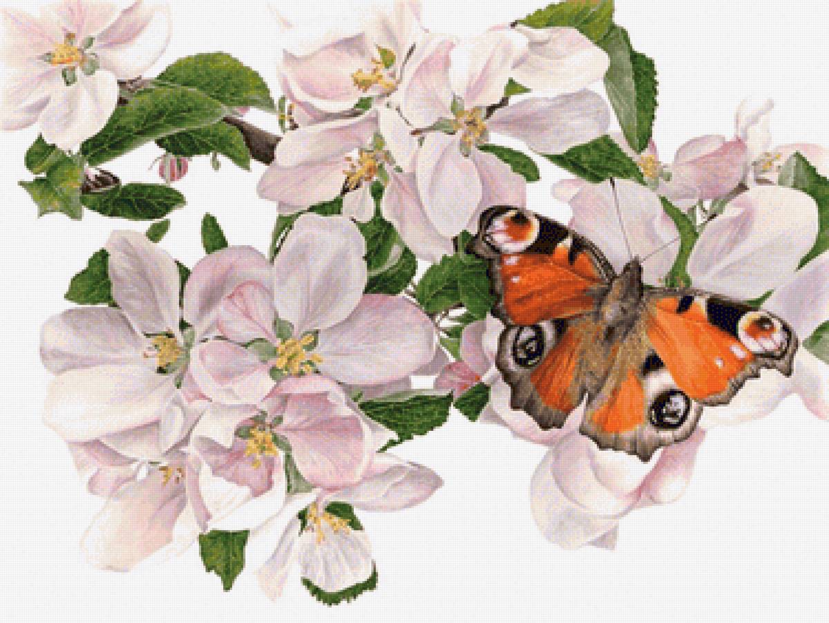 Apple blossoms - предпросмотр