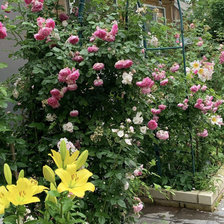 Схема вышивки «Мой розовый рай»