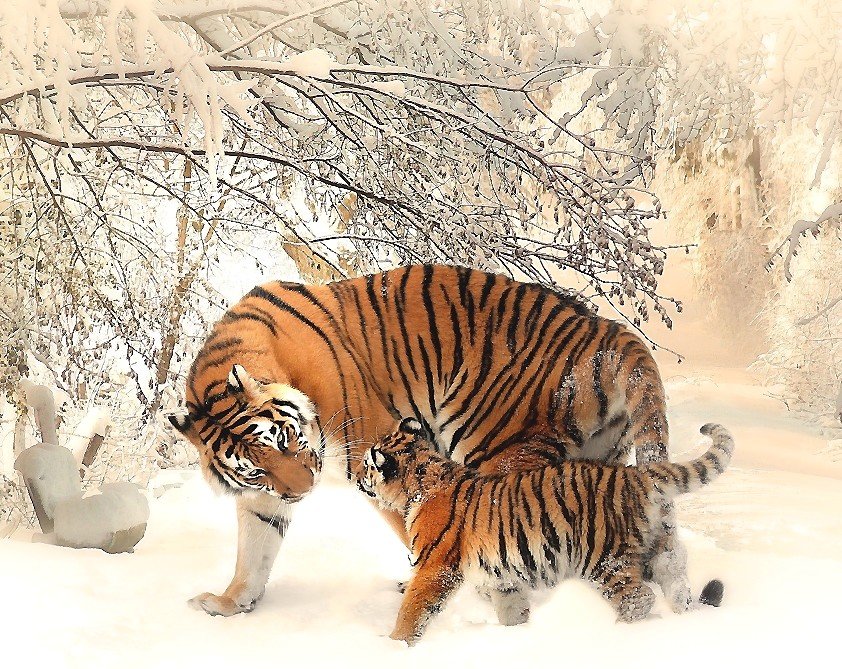 тигры - тигрв, зима - оригинал