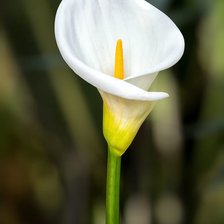 Схема вышивки «calla»