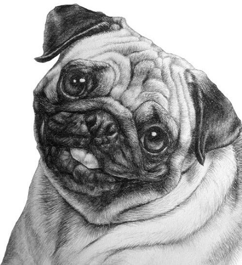 Мопс подушка 2 - оригинал