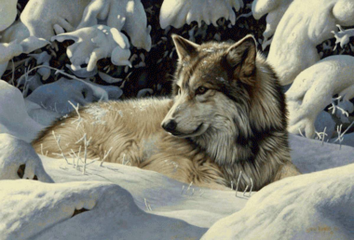 Волк - лес, волк, зима - предпросмотр