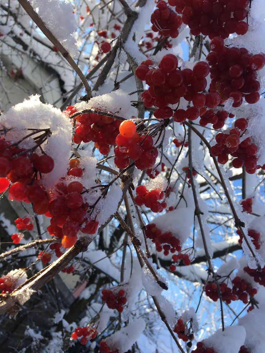 Калинка - оригинал