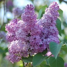 Схема вышивки «№2258775»