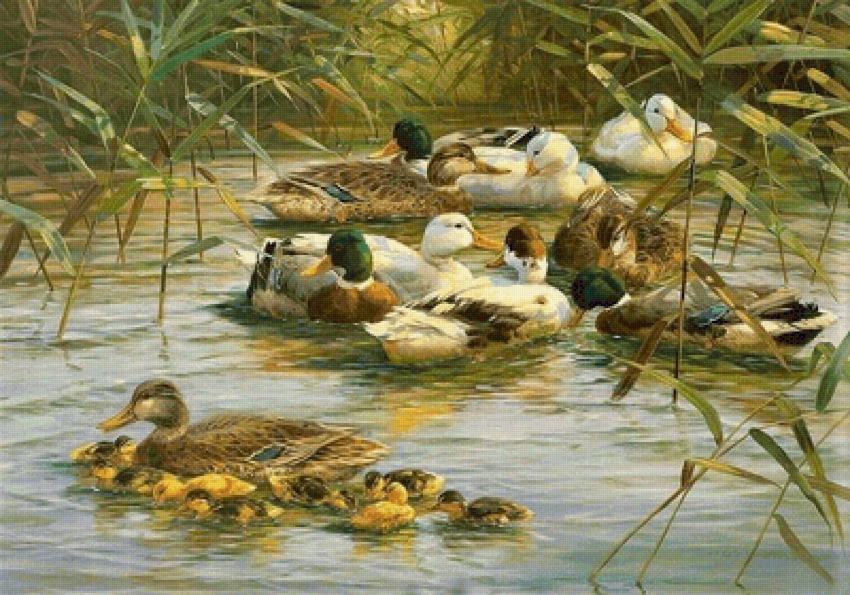 Wild ducks - предпросмотр