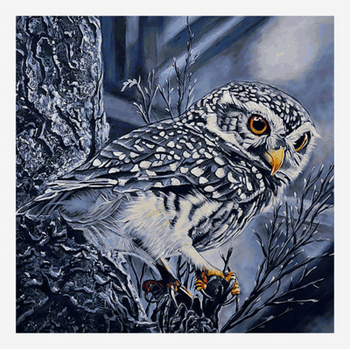 Совушка. - ночь, сова, хищник, взгляд, птицы, лес - предпросмотр