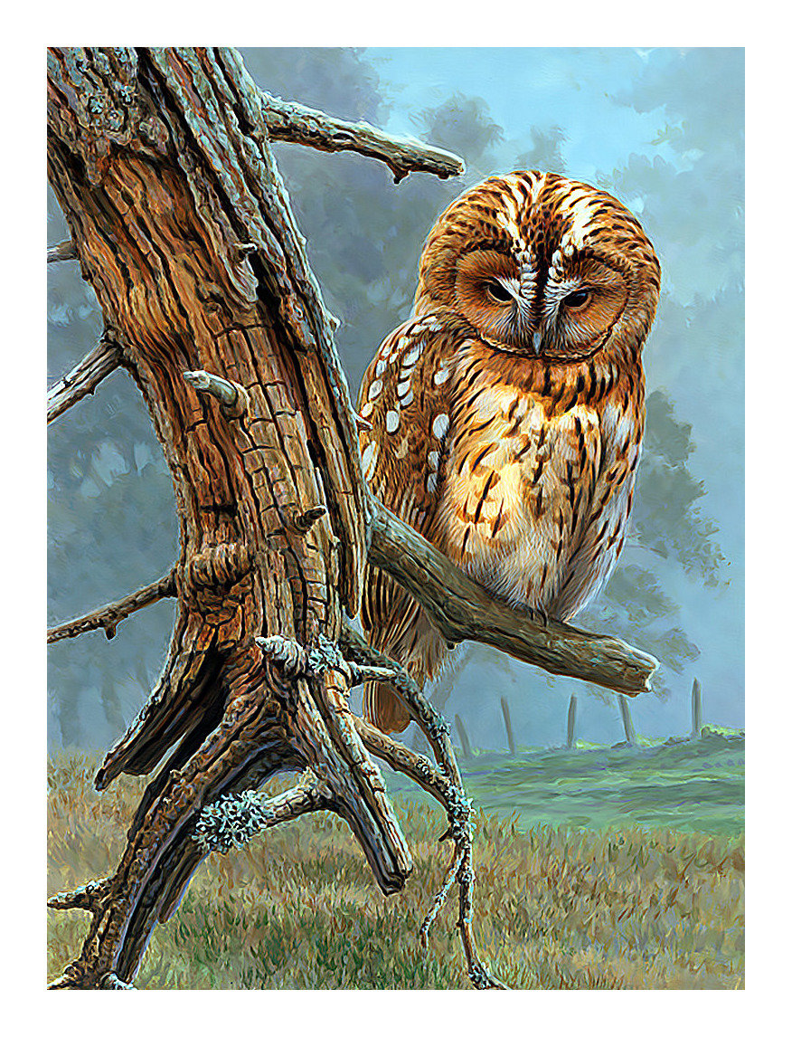 Сова. - вечер, птицы, лес, хищник, взгляд, сова - оригинал