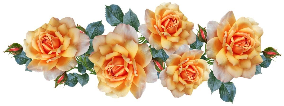 цветы, розы - природа, цветы - оригинал