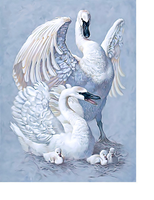 Серия "Птицы". Лебеди - лебеди, фауна, птицы - оригинал