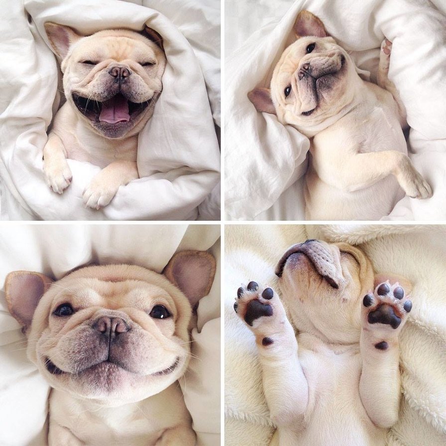 Мир животных - оригинал