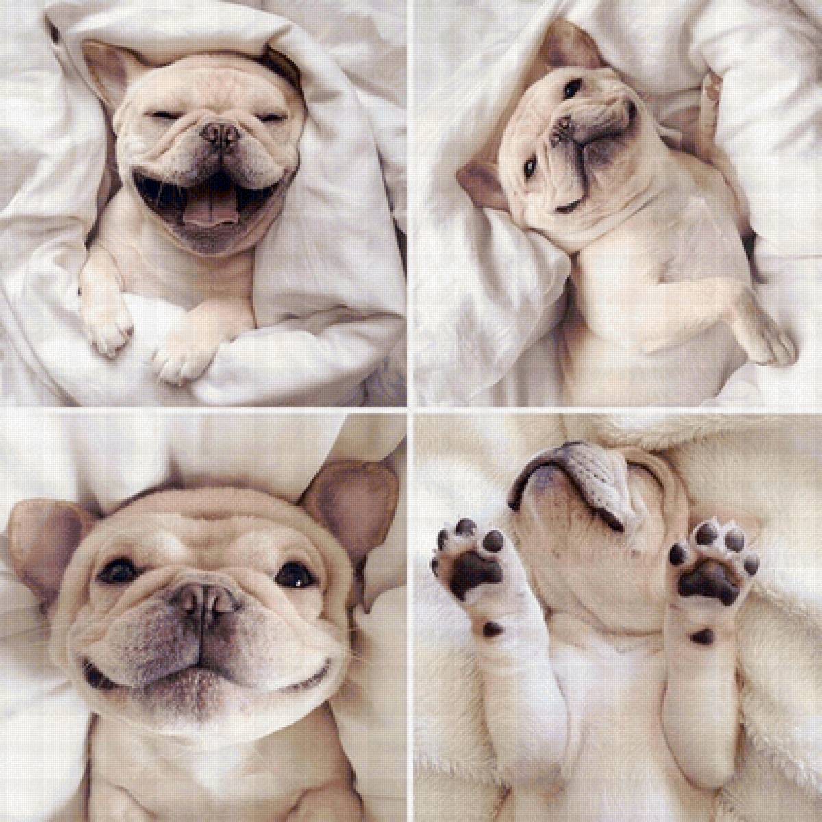 Мир животных - предпросмотр