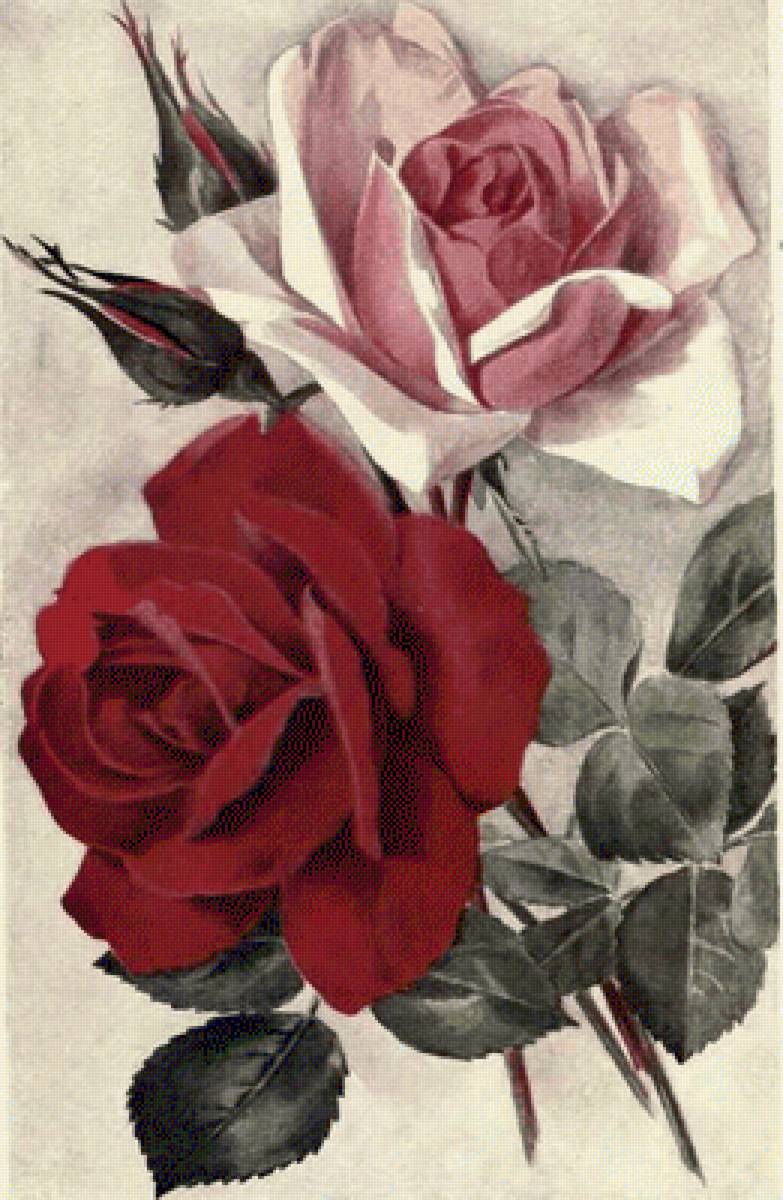 rosas duo - flores, rosas - предпросмотр